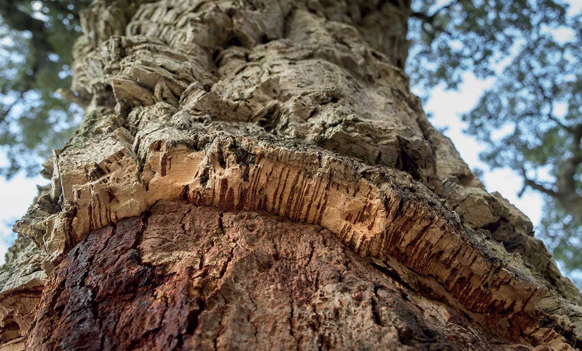 sht_463031059_albero_sughero